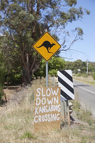 Kangaroo crossing sign in country Victoria