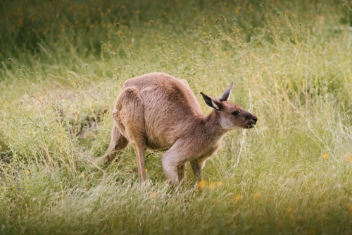 Kangaroo eating grass in the bush