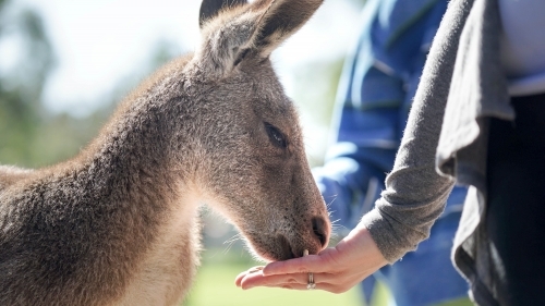 Kangaroo feeding out of hand