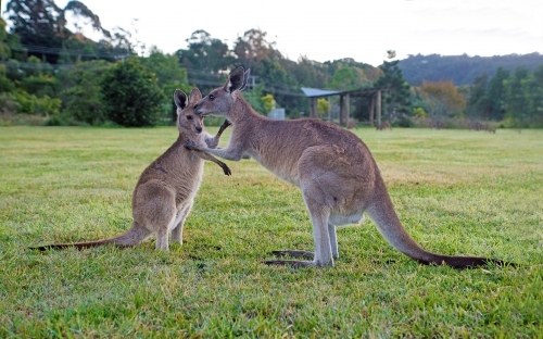 Kangaroo giving joey a kiss on the forehead - Australian Stock Image