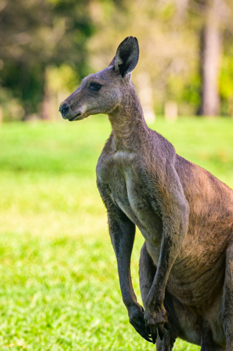 Kangaroo grazing vibrant green grass in the summer under tree shade on a golf course - Australian Stock Image