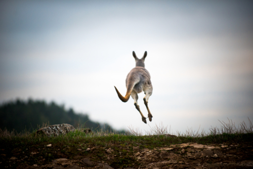 Kangaroo hopping across rocky ground at dusk - Australian Stock Image