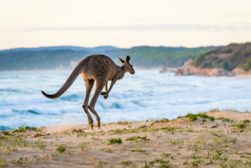 Kangaroo hopping along a sandy beach at sunrise. - Australian Stock Image