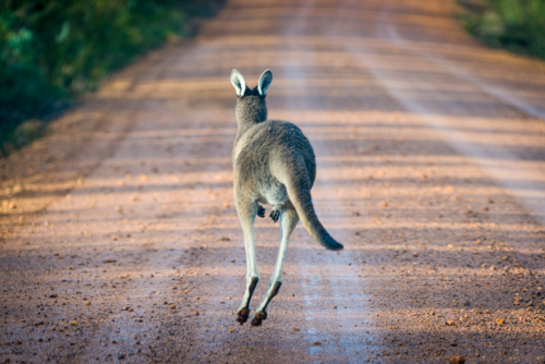 Kangaroo hopping down a rural dirt road - Australian Stock Image