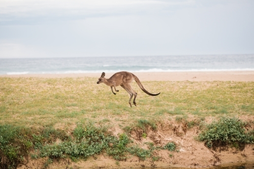 Kangaroo hopping near the beach - Australian Stock Image