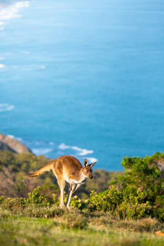 Kangaroo hopping on the coast overlooking ocean in Deep Creek, South Australia - Australian Stock Image