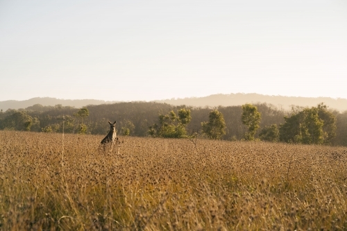 Kangaroo in a field