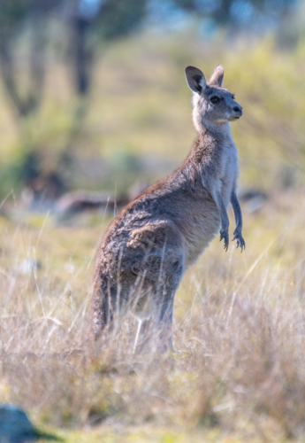 Kangaroo in a paddock in Emmaville, New South Wales - Australian Stock Image