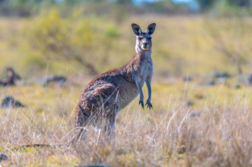 Kangaroo in a paddock in Emmaville, New South Wales - Australian Stock Image