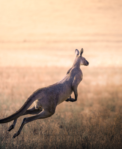Kangaroo in an Australian field - Australian Stock Image