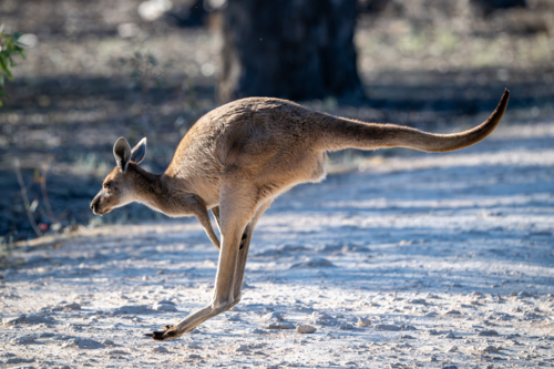 Kangaroo in mid-hop on a dusty track - Australian Stock Image