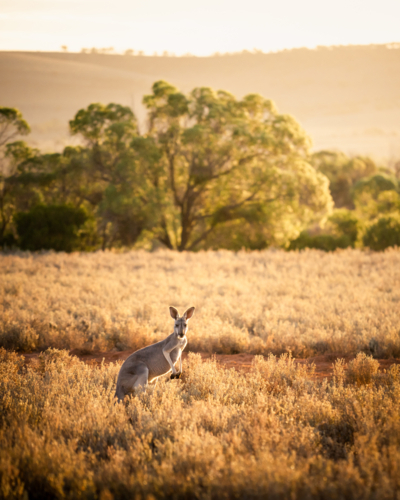 Kangaroo in South Australia - Australian Stock Image