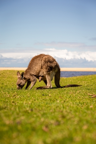 Kangaroo & joey on grass with beach background