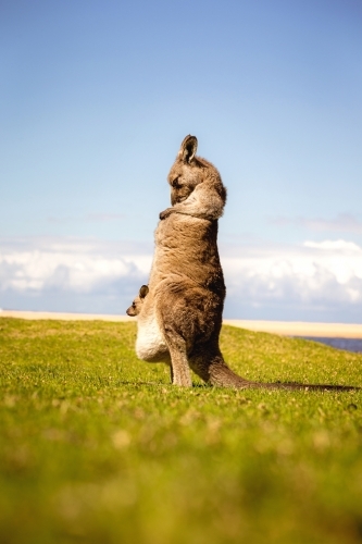 Kangaroo & joey on grass with beach background - Australian Stock Image