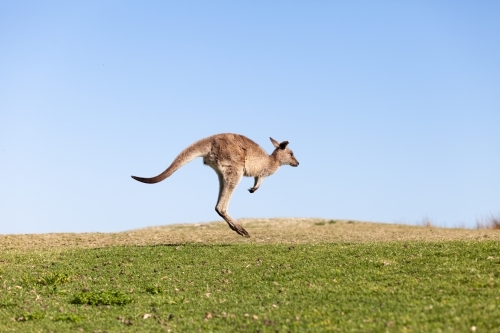 Kangaroo jump - Australian Stock Image