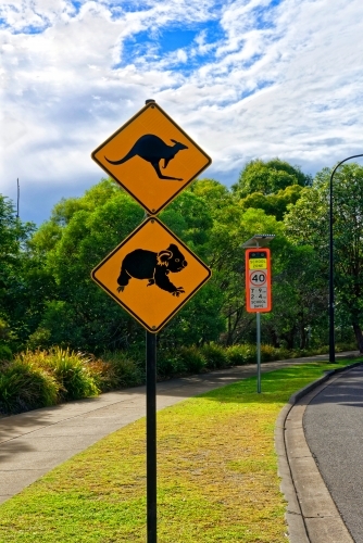Kangaroo, Koala warning sign near a 40km school zone signal on the side of the road - Australian Stock Image