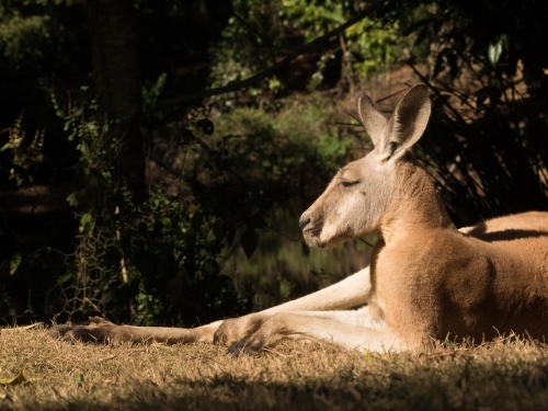Kangaroo laying in the sun - Australian Stock Image