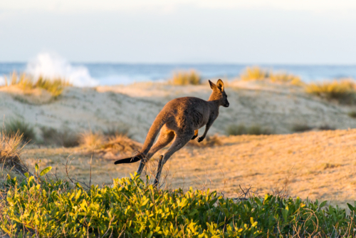 Kangaroo leaping along a sandy coastal dune at sunset - Australian Stock Image