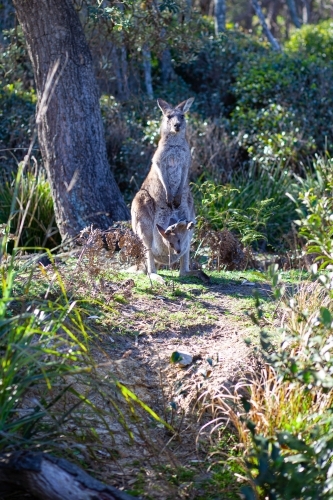 Kangaroo mum and joey - Australian Stock Image