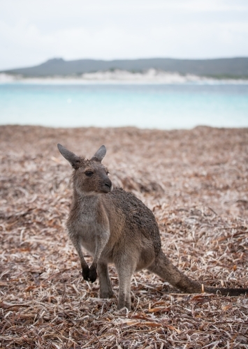 Kangaroo on a remote beach - Australian Stock Image