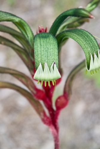 Kangaroo Paw Flower Closeup