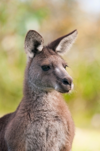 Kangaroo portrait - Australian Stock Image