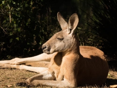Kangaroo resting on a sunlit ground with eyes closed - Australian Stock Image