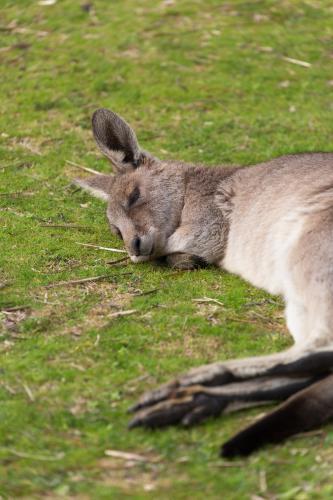 Kangaroo sleeping on grass