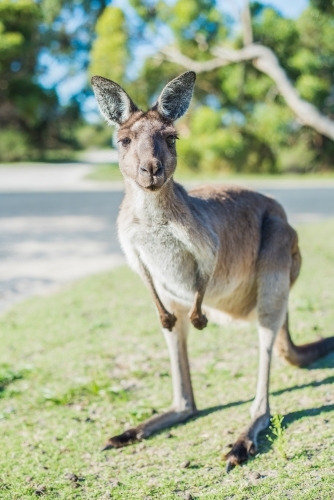 Kangaroo standing on a suburban street on sunny day - Australian Stock Image