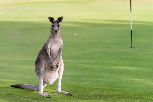 Kangaroo standing on golf green - Australian Stock Image