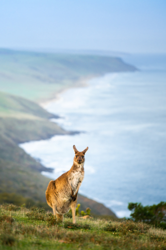Kangaroo standing on the coast overlooking ocean in Deep Creek, South Australia - Australian Stock Image