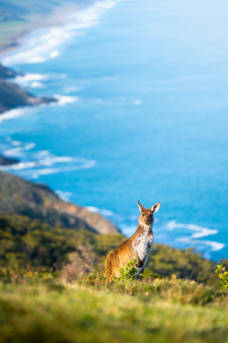 Kangaroo standing on the coast overlooking ocean in Deep Creek, South Australia - Australian Stock Image