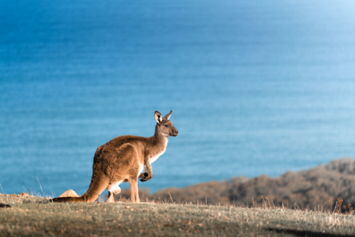 Kangaroo standing on the coast overlooking ocean in Deep Creek, South Australia - Australian Stock Image