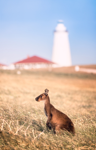 Kangaroo stands alert in a sunlit field near a coastal lighthouse - Australian Stock Image