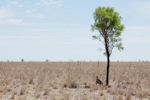 Kangaroo under tree in outback Queensland heat - Australian Stock Image