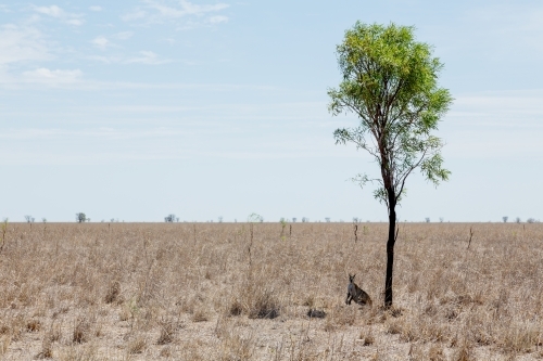 Kangaroo under tree in outback Queensland heat