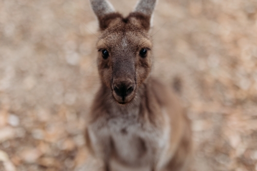 Kangaroo with a mix fur of warm brown and lighter shades with a blurry background - Australian Stock Image