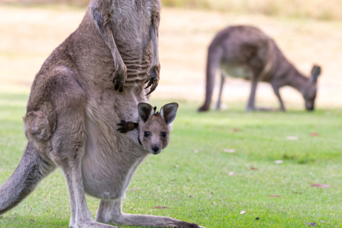 Kangaroo with joey peeking from pouch on green grass - Australian Stock Image