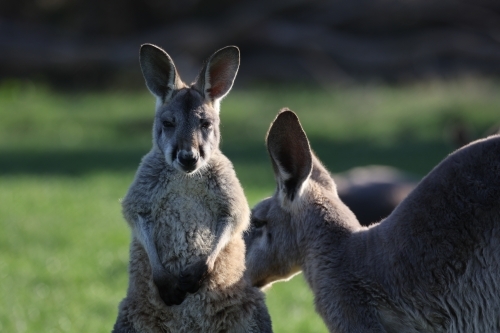 Kangaroos close up - Australian Stock Image