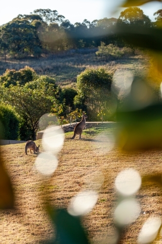 Kangaroos coming up to lawn to graze in evening with foreground tree blur - Australian Stock Image