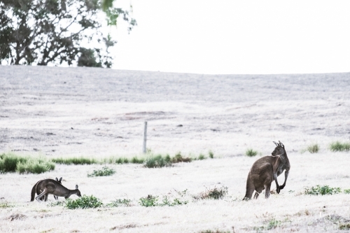 Kangaroos feeding off grass in a remote open field in soft light