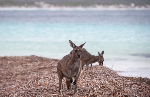 Kangaroos feeding on a remote beach - Australian Stock Image