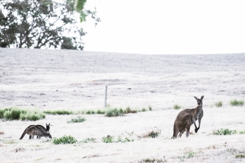 Kangaroos grazing in a open field in soft light