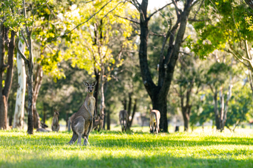 Kangaroos grazing vibrant green grass in the summer under tree shade on a golf course - Australian Stock Image