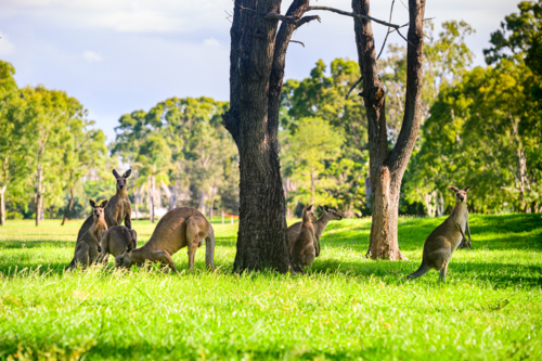 Kangaroos grazing vibrant green grass in the summer under tree shade on a golf course - Australian Stock Image