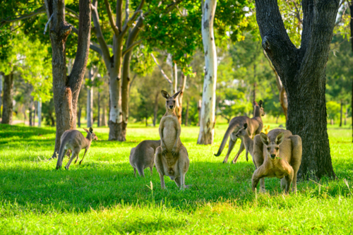 Kangaroos grazing vibrant green grass in the summer under tree shade on a golf course - Australian Stock Image
