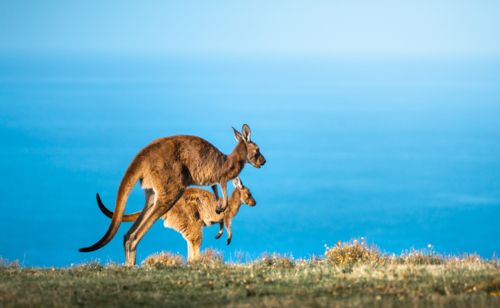 Kangaroos hoping on the coast overlooking ocean in Deep Creek, South Australia - Australian Stock Image