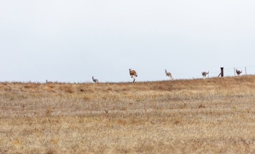 kangaroos hopping away over a hill - Australian Stock Image