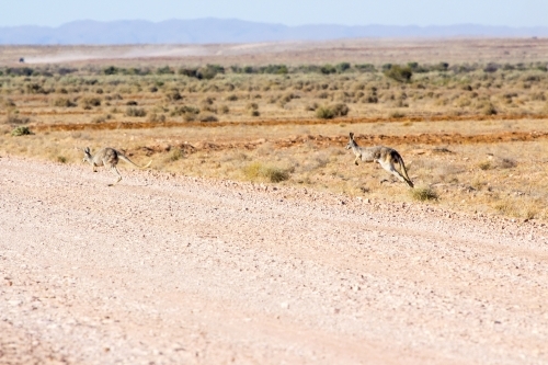 Kangaroos hopping onto outback road