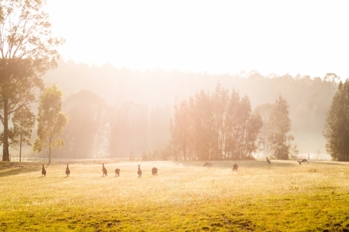 Kangaroos in a grassy field at sunrise - Australian Stock Image